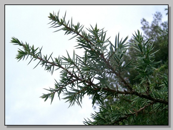 Juniperus phoenicea & Juniperus oxycedrus